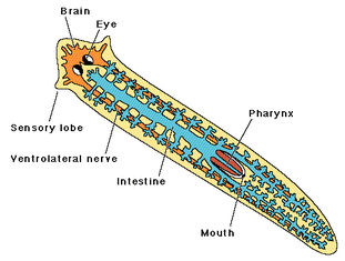 Platyhelminthes - Digestive System